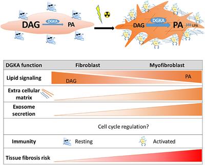 Diacylglycerol Kinase Alpha in Radiation-Induced Fibrosis: Potential as a Predictive Marker or Therapeutic Target